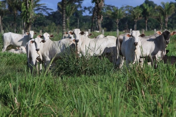 Animais em área de pastejo contínuo.