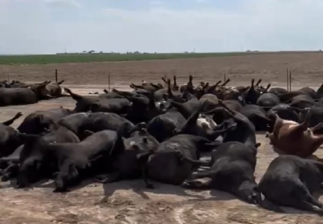 Animais que sofreram por causa do calor extremo