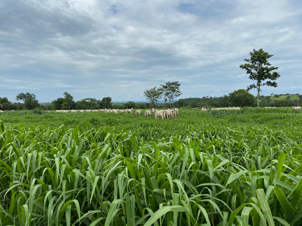 Gado nelore em pasto adubado.