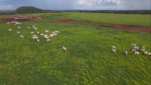 Pasto é a chave para a integração lavoura-pecuária em áreas de risco agrícola