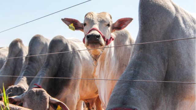 Substitutos do milho: o que é preciso saber antes para baratear a dieta do boi