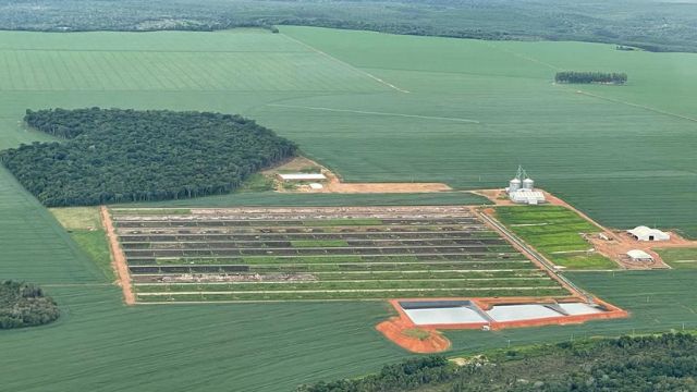 Boi confinado: RO e MT ganham novos boitéis para turbinar a engorda