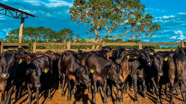 Fazenda Nota 10: conheça as campeãs da safra 2021/2022