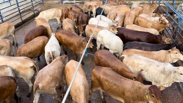 “Maravilha de gado” conquista um dos maiores bônus da arroba do boi