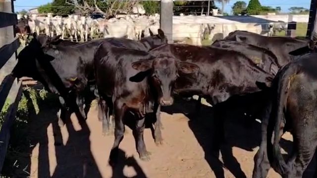 Pecuarista ganha mais por arroba com ajuda de programa em Rondônia