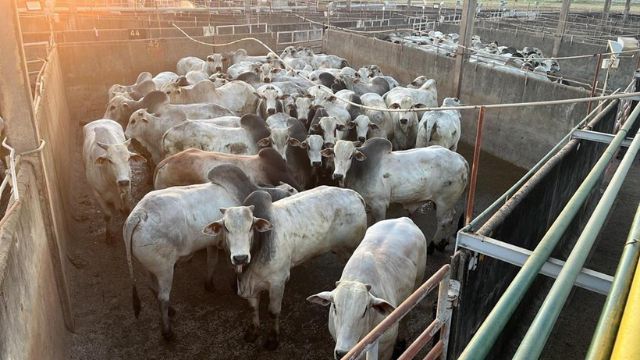 Boi semiconfinado de até 30 meses assusta por seu peso em MT. Confira