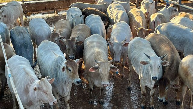 “Supimpa!” Pecuaristas abatem bovinos de 17@ com 16 meses em MT