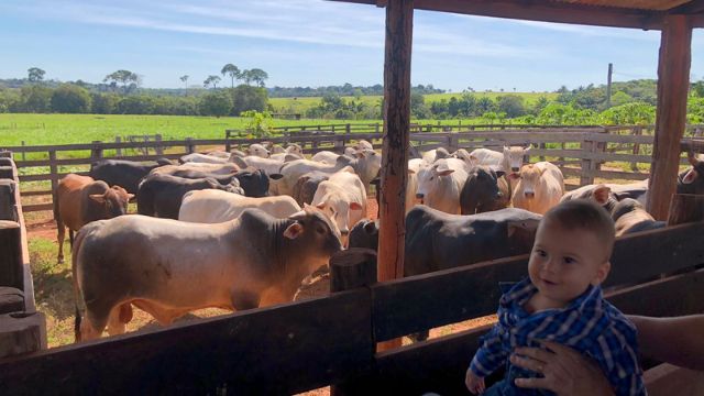 Pasto rotacionado sem irrigação suporta até 7 bois por hectare em Rondônia