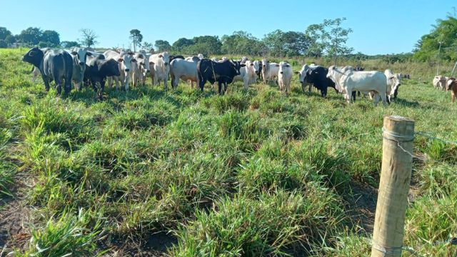 Pasto rotacionado sem irrigação suporta até 7 bois por hectare em Rondônia