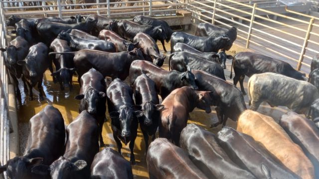 “Gadaço de primeira” recebe bônus acima do valor da arroba do boi em Rondônia