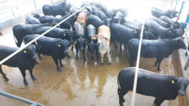 “Fazenda moderna” abate novilhas de até 30 meses em Mato Grosso