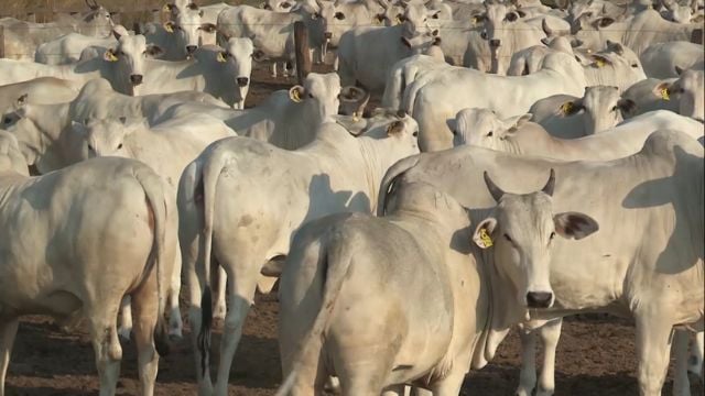 Novilha Nelore pronta para o gancho: estudo mostra qual é o ponto ideal de abate