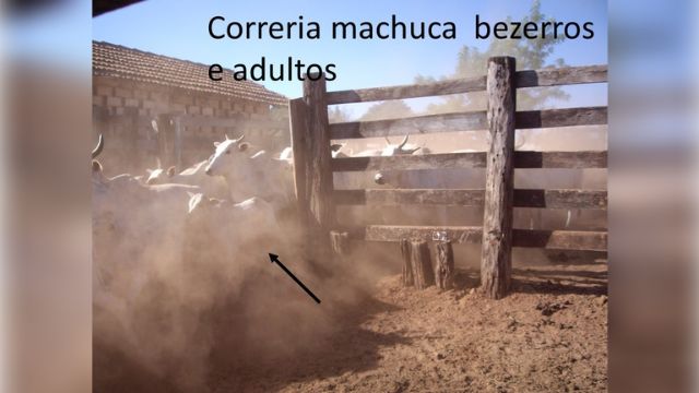 Exemplo de manejo com correria de bovinos no curral. Foto: Divulgação