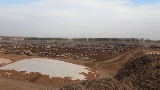 Boitel da JBS no município de Castilho (SP). Foto: Divulgação