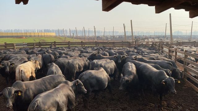 Boitel da JBS no município de Castilho (SP). Foto: Divulgação