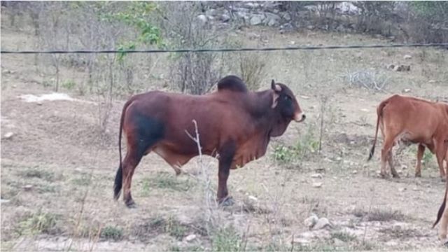 Touro Sindi de cinco anos é bom para iniciar plantel na fazenda?