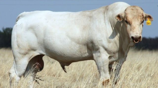 Chianina, conheça uma das maiores raças de bovino do mundo