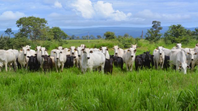Rebanho de vacas Nelore com bezerros de genética Angus ao pé. Foto: JMMatos
