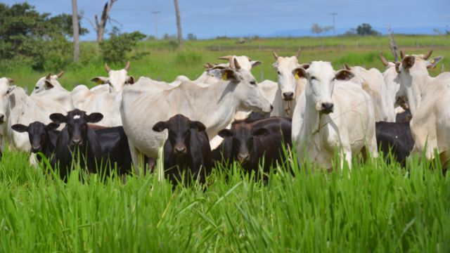 Boi meio-sangue Angus e Nelore precisa de suplementação extra?