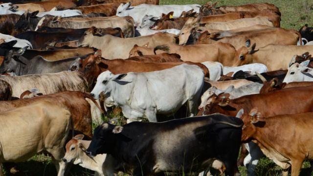 Brahman, Sindi ou Senepol: qual o melhor touro para cruzar com vacas Nelore?