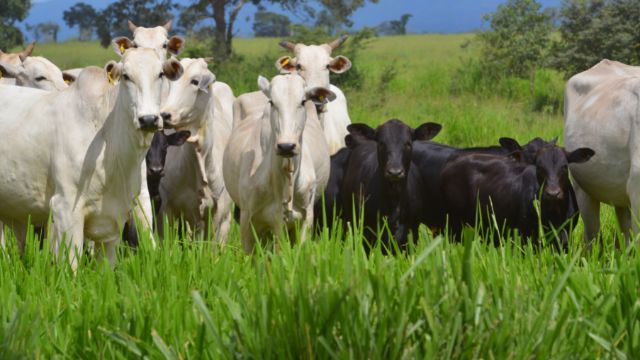 Nelore: qual cruzamento dá bovinos com carne de qualidade?