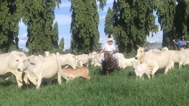 Animais da fazenda Brumado, em Barretos (SP). Foto: Divulgação/Fazenda Brumado