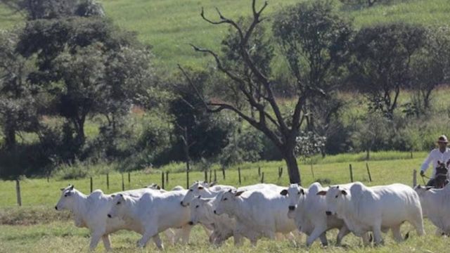 Importação de 1962 é o divisor de águas para a pecuária brasileira