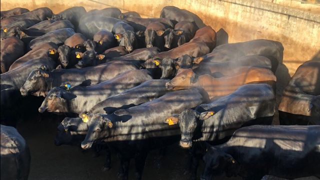 Novilha Angus é motivo de orgulho para pecuarista de Mato Grosso