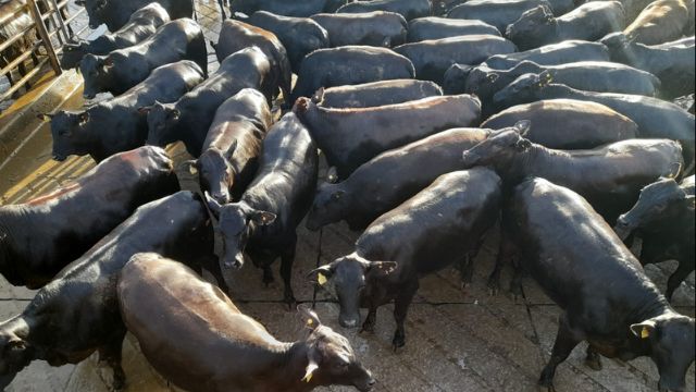 “Fazenda fora de série” embolsa R$ 34 por arroba em lote de novilhas