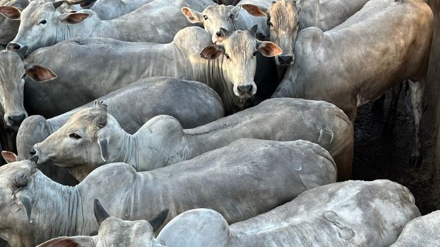 “Gado de excelência”! Novilha Nelore chega a mais de 17@ em Mato Grosso