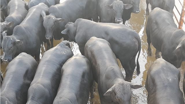 É bezerro ou boi? Animais ultrapassam 19@ em Minas Gerais