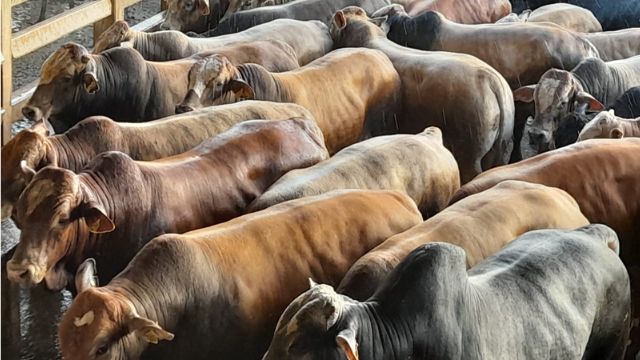 “Boiada bruta” de quase 26@ dá dinheiro extra a pecuarista de MS