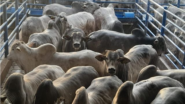 “Boiada de excelência do Nelore” chega a 23@ em confinamento