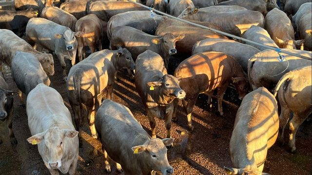 Espetáculo: “Novilha bolinha charola” conquista o melhor bônus do mercado