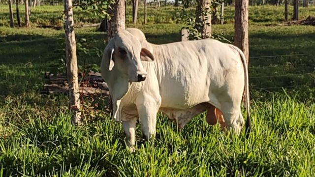 Fazenda de Rondônia é pequena no tamanho, mas gigante na genética 