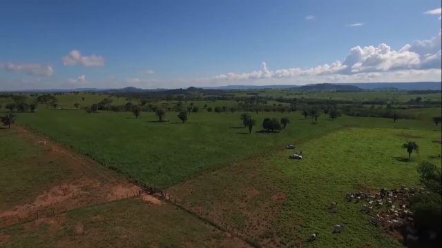 Pasto rotacionado: sobrou capim? Saiba por que isso é um ótimo sinal