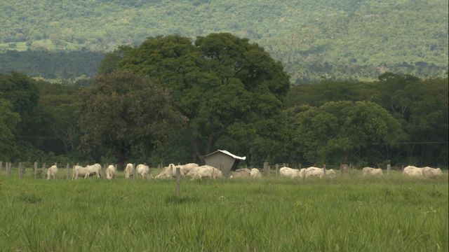 Licenciamento ambiental: Qual o caminho mais rápido para a aprovação?