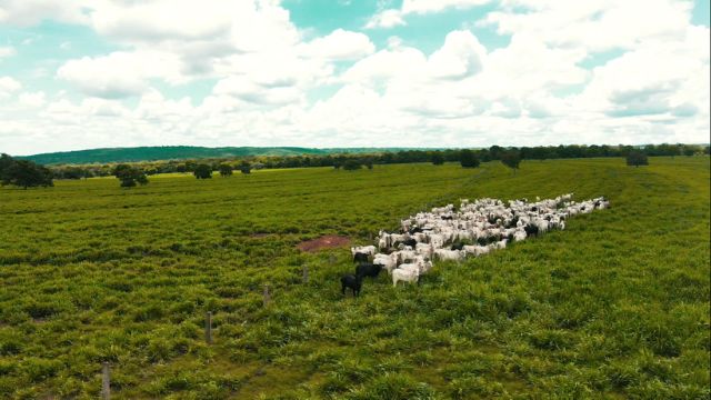 Alta taxa de lotação de bovinos no pasto não significa maior ganho de peso no final do dia. Foto: Reprodução