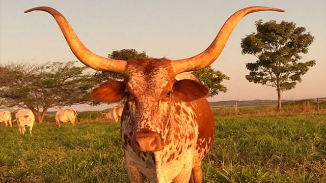 Texas Longhorn, o boi mais chifrudo do mundo