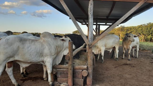 Estrutura de cocho deve proteger o alimento do gado contra a chuva e o vento. Foto: Divulgação