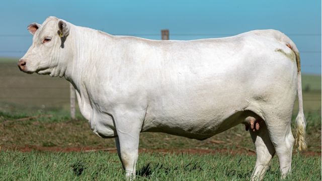 Vaca Charolês no pasto. Foto: Divulgação/Associação Brasileira de Criadores de Charolês