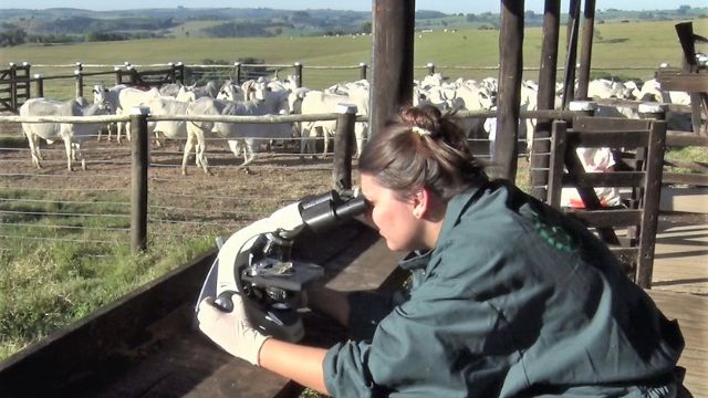 Verminose: microscópio ajuda identificar infestação em questão de minutos