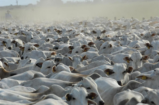 Lote de rebanho Nelore sendo conduzido por vaqueiro. Foto: Divulgação