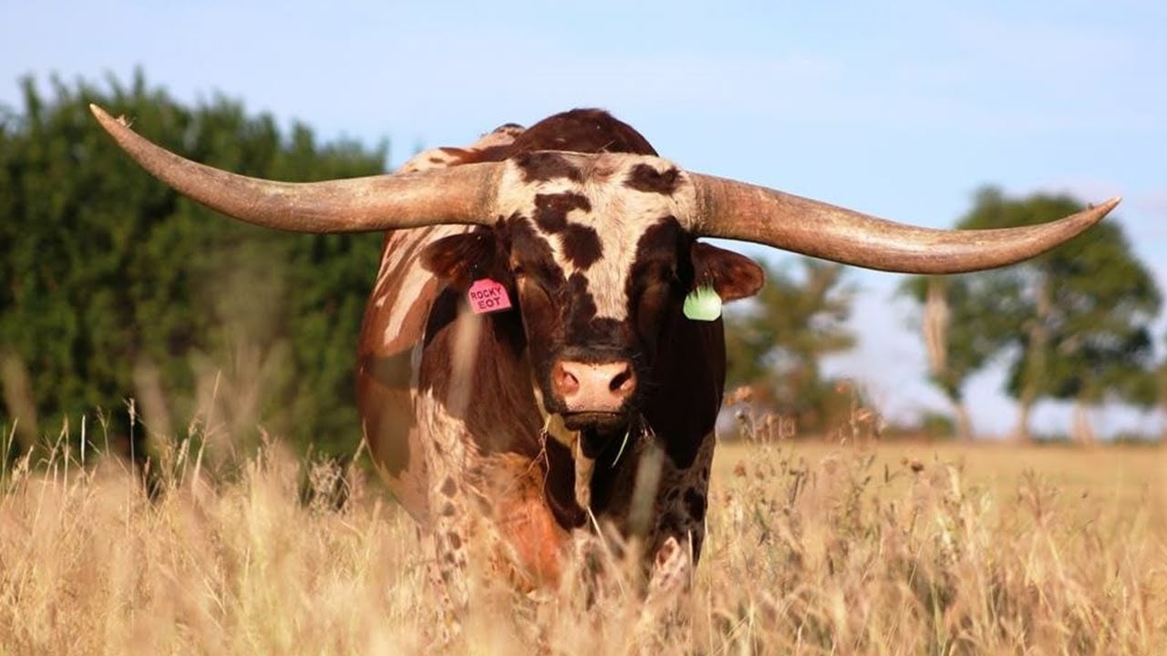 Características do Longhorn