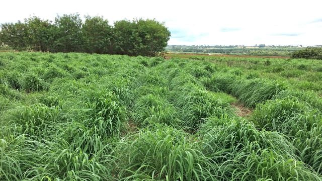 Experimento com Andropogon gayanus cv. BRS Sarandi, projeto "Desenvolvimento de cultivares de Andropogon gayanus para a intensificação sustentável dos sistemas agropecuários". Foto: Carlos Eduardo Lazarini da Fonseca/Embrapa Cerrados