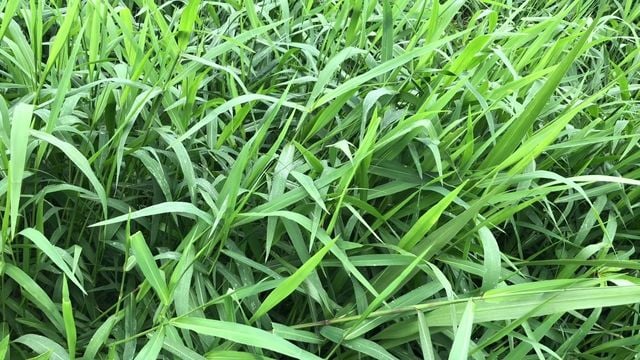 Área de pastagem com o capim Tangola. Foto: Divulgação