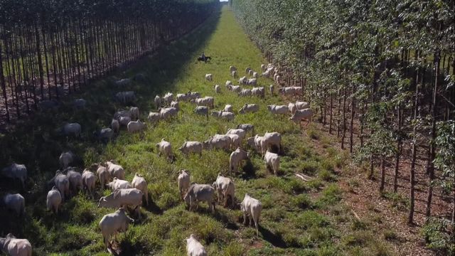 Fazenda carbono zero não admite abate de gado acima de 2 anos e menos de 22@ 