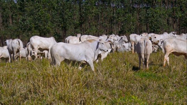 Rebanho a pasto da Santa Vergínia Agropecuária. Foto: Reprodução