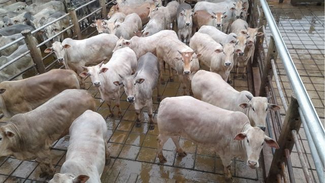 Marchigiana: bois castrados de sobreano chegam a quase 22@ em São Paulo