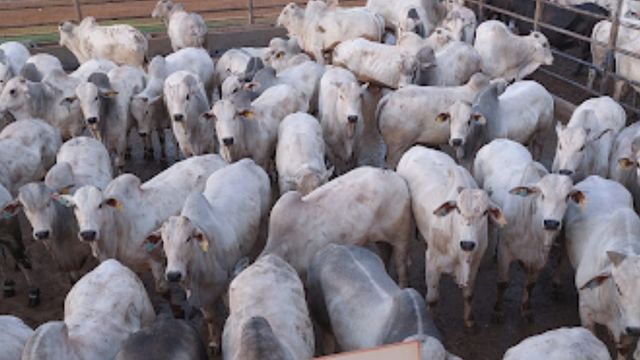 Bois que parecem touros vencem o circuito Nelore em Confresa (MT)